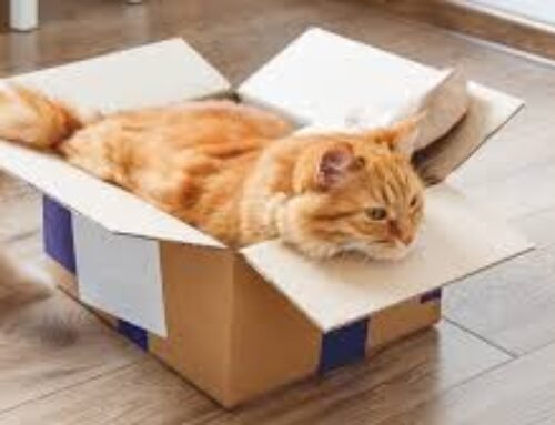 Pets Moving Tips